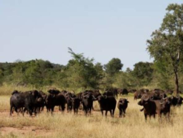 Singita Sweni Lodge - Wildlife 